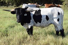 Brazos Adaline 21/25
