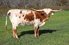 Brazos Addie 128/23