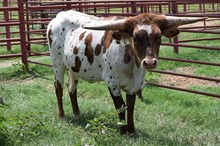 Brazos Amber 6/25