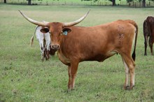 Brazos Angela 39/24