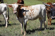 Brazos Annabelle 117/25