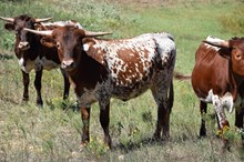 Brazos Annamae 116/25