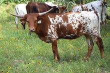Brazos Bella 18/25