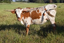 Brazos Bessie 19/25