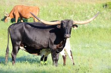 Brazos Black Mave 861