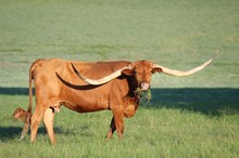 Brazos Blanca 983