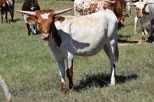 Brazos Blossom 94/25