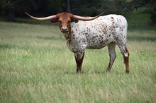 Brazos Breann 36/24