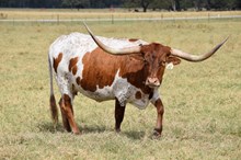 Brazos Brilliance 61/21