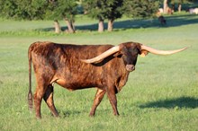 Brazos Brindle Mave 15/23