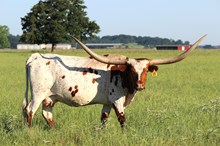 Brazos Catchit 688