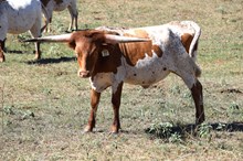 Brazos Celia 27/25