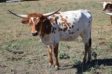 Brazos Chryl 31/25