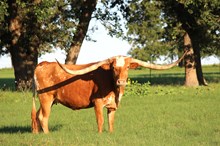 Brazos Ciara 37/20