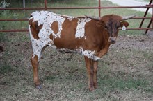 Brazos Clara 73/25