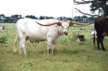 Brazos Classy 44/22