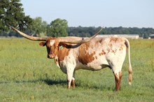 Brazos Danielle 969