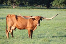 Brazos Dixie 918
