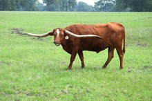 Brazos Dottie 864