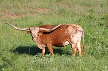 Brazos Dreams 66/20