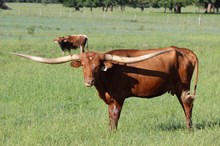 Brazos Eliza 107/21
