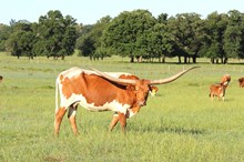 Brazos Ellie Mae 12/20