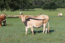 Brazos Eta 84/20