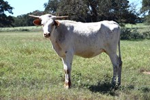 Brazos Etta 104/25