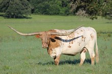 Brazos Fannie 734