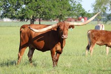 Brazos Fara 974