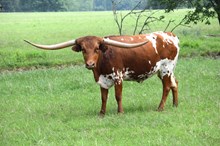 Brazos Fiona 107/22