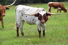 Brazos Foxy Jana 37/24