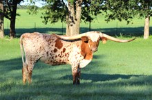 Brazos Foxy Lady 44/23