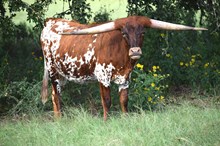 Brazos Gage 117/24