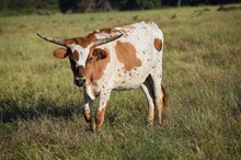 Brazos Galina 48/25
