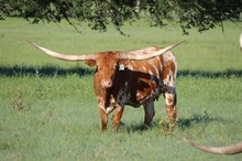 Brazos Gerda 965
