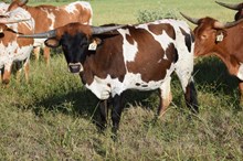 Brazos Ginger 36/25