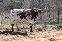 Brazos Haley 81/22