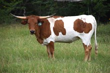 Brazos Howdy 57/24