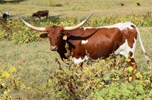 Brazos Howdy Tari 61/23