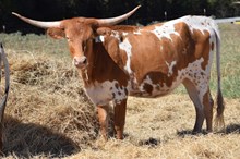 Brazos Janie 32/25