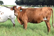 Brazos Jazzy 103/24
