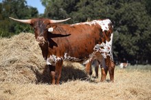 Brazos Jeanine 56/25