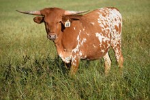 Brazos Jolene 44/25