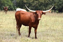 Brazos Kayla 90/23