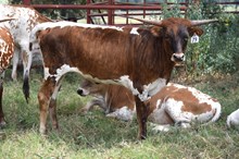 Brazos Lucinda 79/25