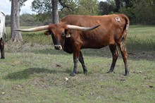 Brazos Maid 17/21