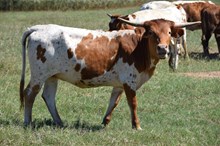 Brazos Maisie 71/25