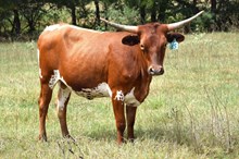 Brazos Marlie 65/24