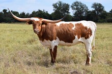 Brazos Mary Ann 56/23